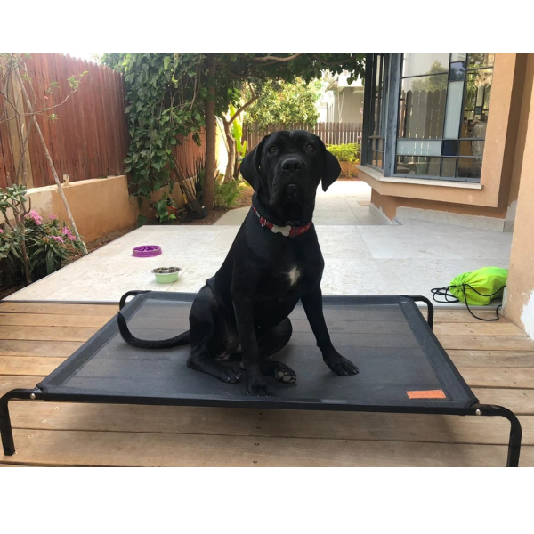 ⁦מיטה מוגבהת dogslife טרמפולינה - שחור⁩ – תמונה ⁦2⁩