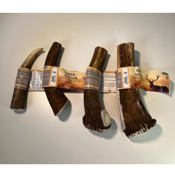 ⁦קרן אייל אדום שלמה 100% טבעי - L⁩ – תמונה ⁦5⁩
