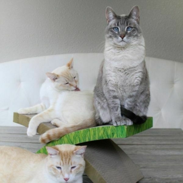 ⁦מגרדת Easy Life של Petstages⁩ – תמונה ⁦2⁩