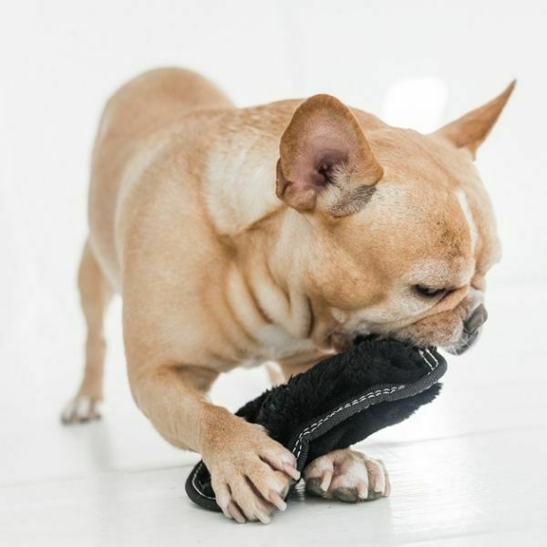 ⁦סקיני אריה בלתי מנוצח Outward Hound⁩ – תמונה ⁦2⁩